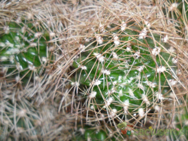 Una foto de Echinopsis schieliana