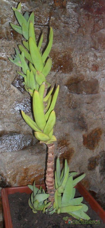 A photo of Crassula perfoliata var. falcata