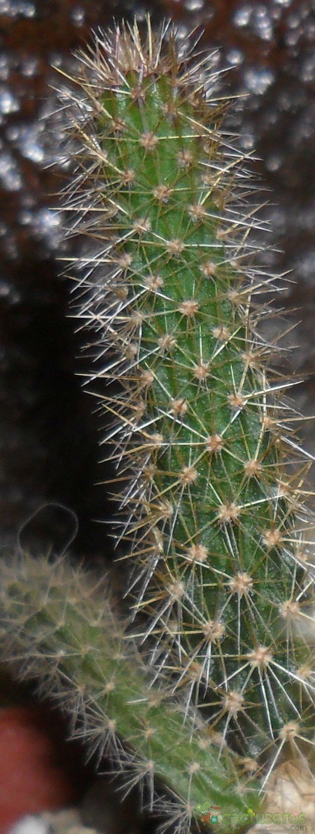 Una foto de Disocactus flagelliformis