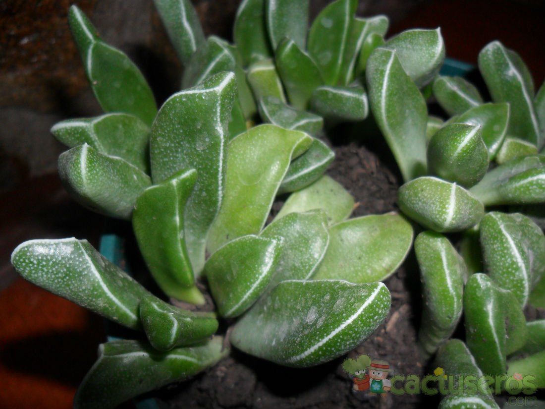 Una foto de Rhombophyllum rhomboideum  