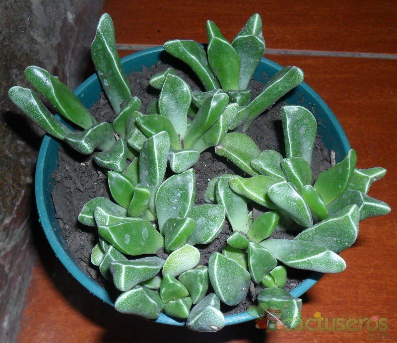 Una foto de Rhombophyllum rhomboideum  