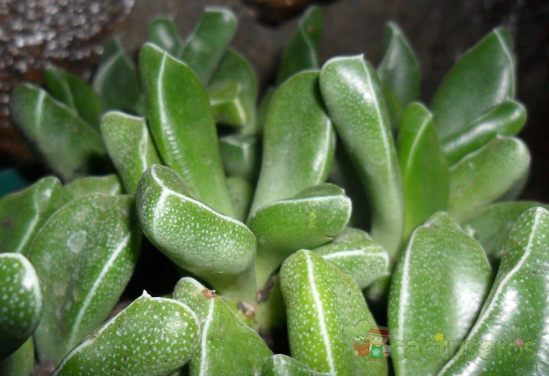 Una foto de Rhombophyllum rhomboideum  