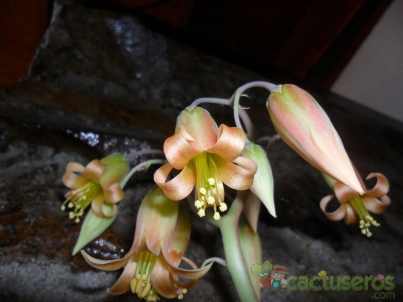 A photo of Cotyledon orbiculata var. flanaganii