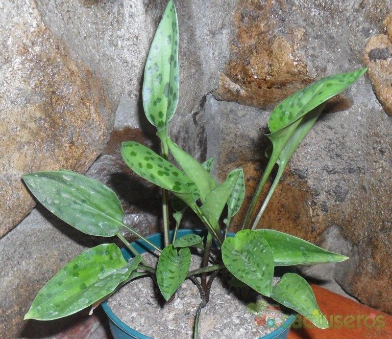 A photo of Drimiopsis maculata  