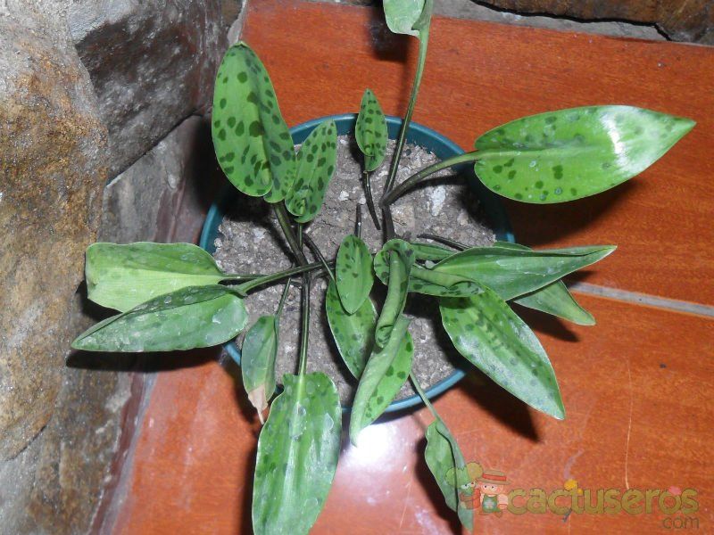 A photo of Drimiopsis maculata  