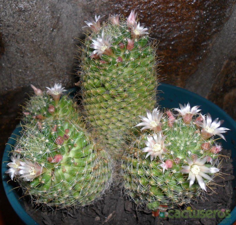 A photo of Mammillaria crinita ssp wildii