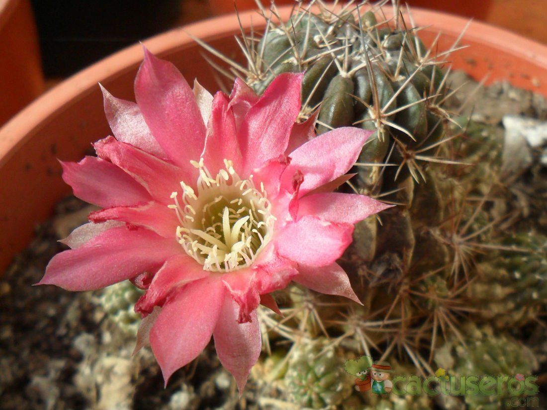 A photo of Echinopsis pentlandii