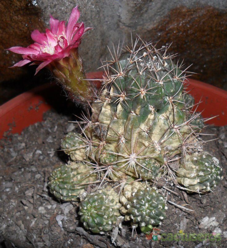 A photo of Echinopsis pentlandii