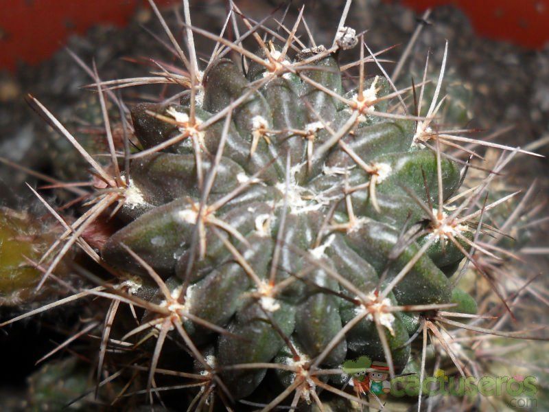 A photo of Echinopsis pentlandii