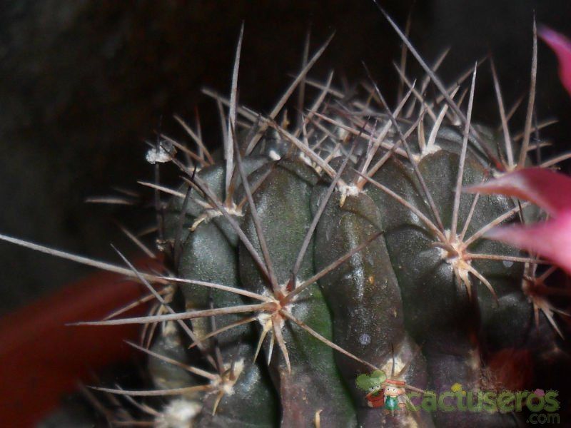 A photo of Echinopsis pentlandii