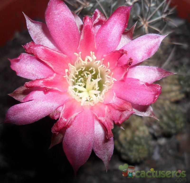 A photo of Echinopsis pentlandii