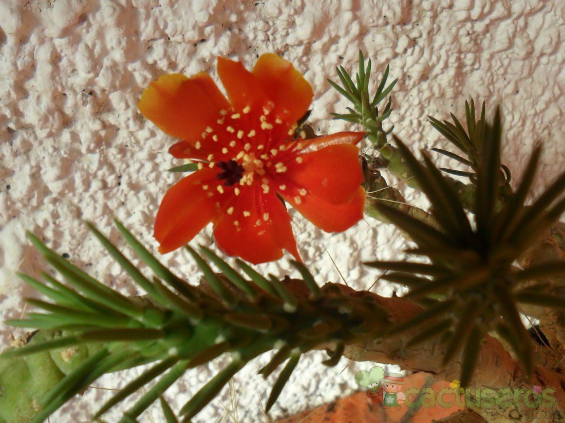 A photo of Austrocylindropuntia verschaffeltii