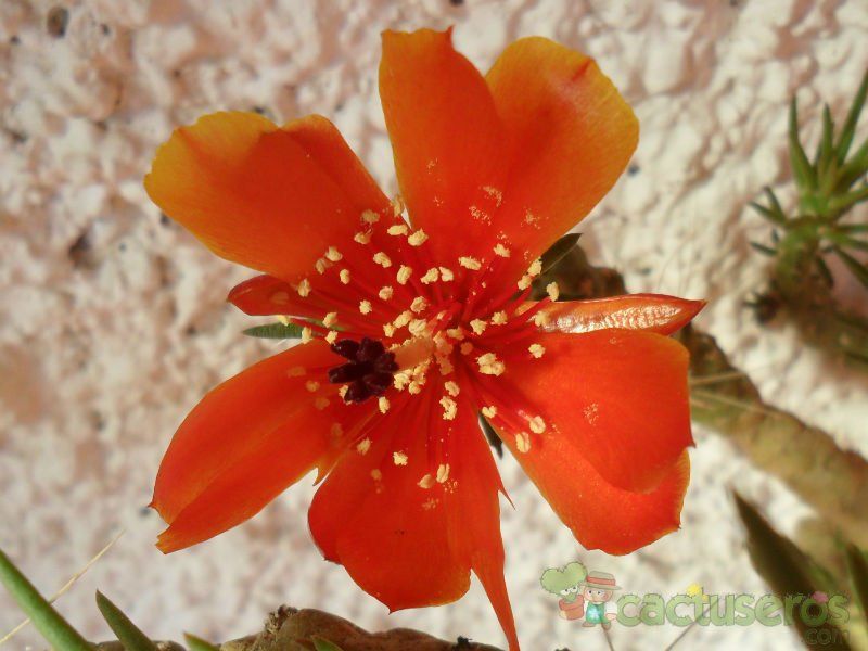 Una foto de Austrocylindropuntia verschaffeltii