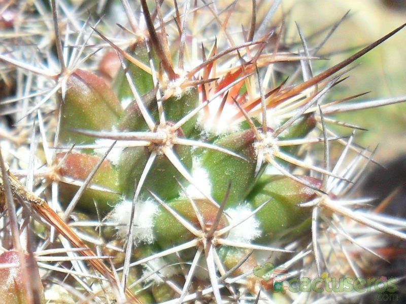 Una foto de Mammillaria voburnensis ssp. voburnensis