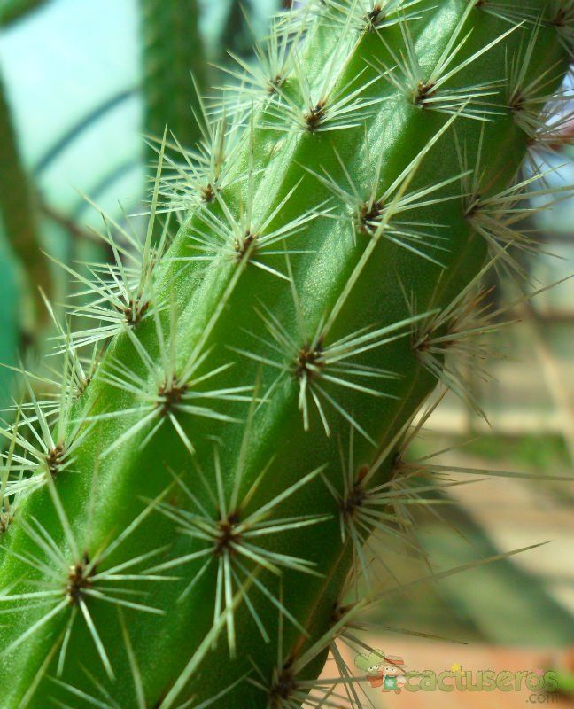 A photo of Corryocactus apiciflorus