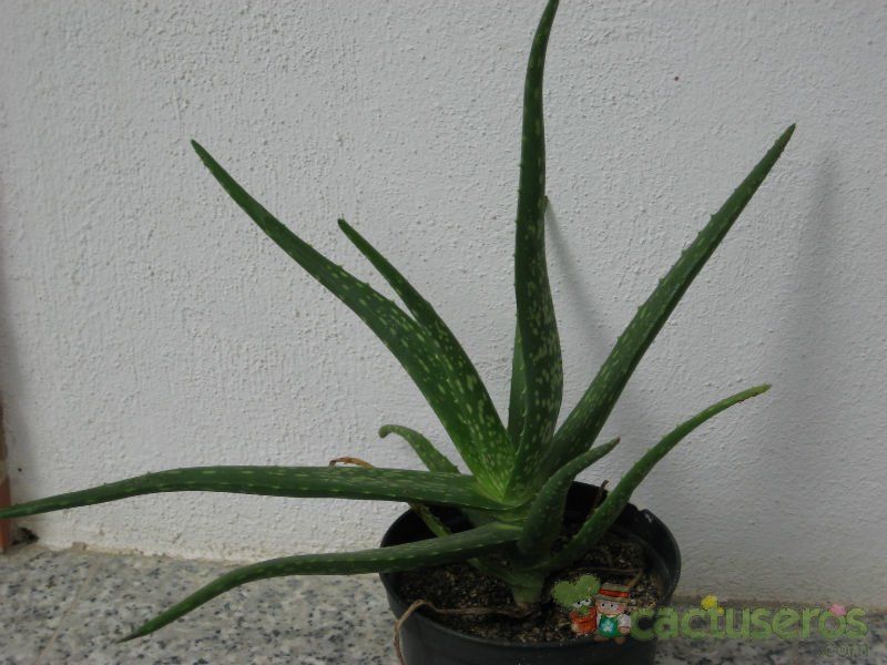 Una foto de Aloe vera
