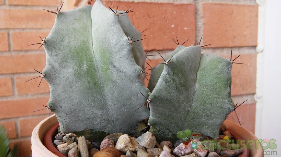 A photo of Stenocereus pruinosus