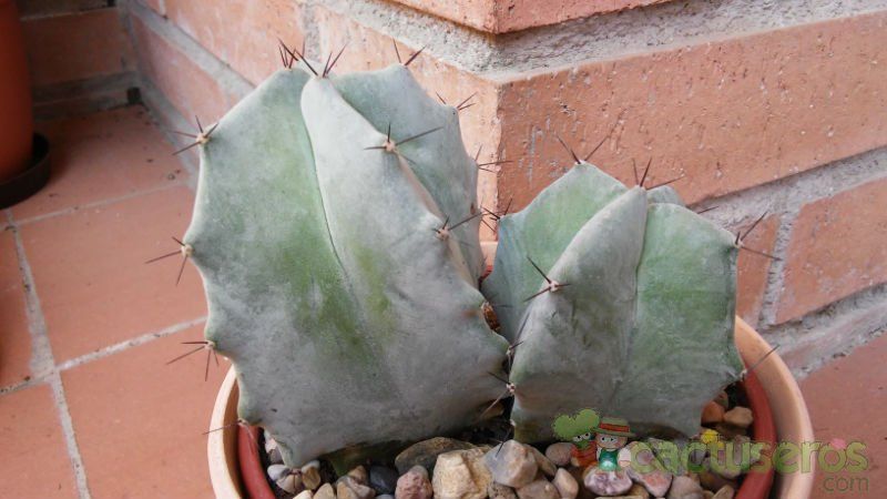 A photo of Stenocereus pruinosus