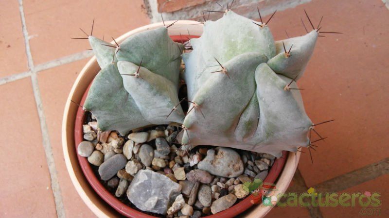 A photo of Stenocereus pruinosus