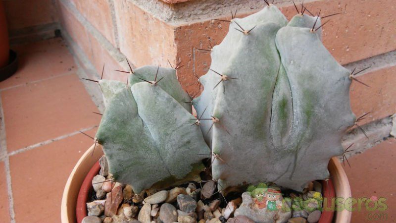 A photo of Stenocereus pruinosus