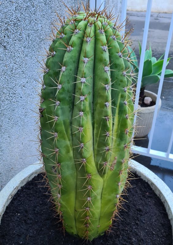 Una foto de Echinopsis terscheckii