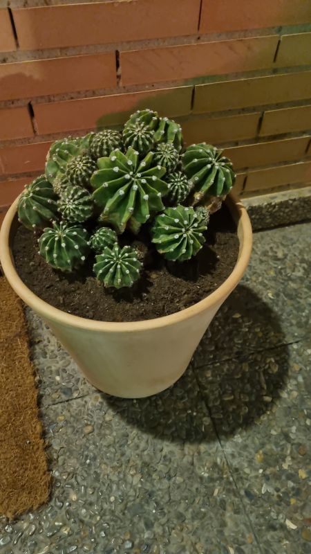 A photo of Echinopsis oxygona