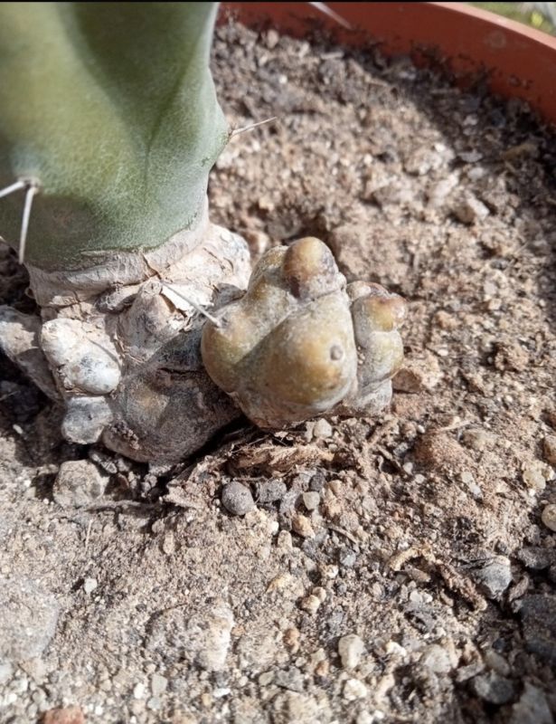A photo of Stenocereus beneckei