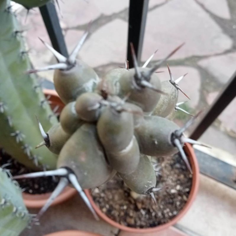 A photo of Stenocereus beneckei