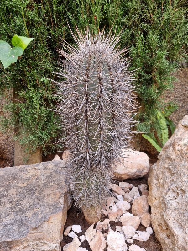 A photo of Carnegiea gigantea