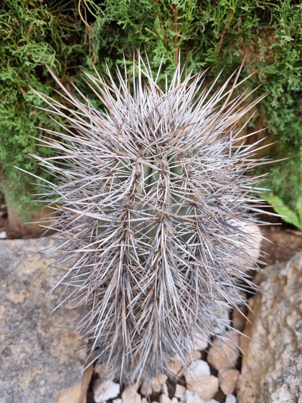 A photo of Carnegiea gigantea