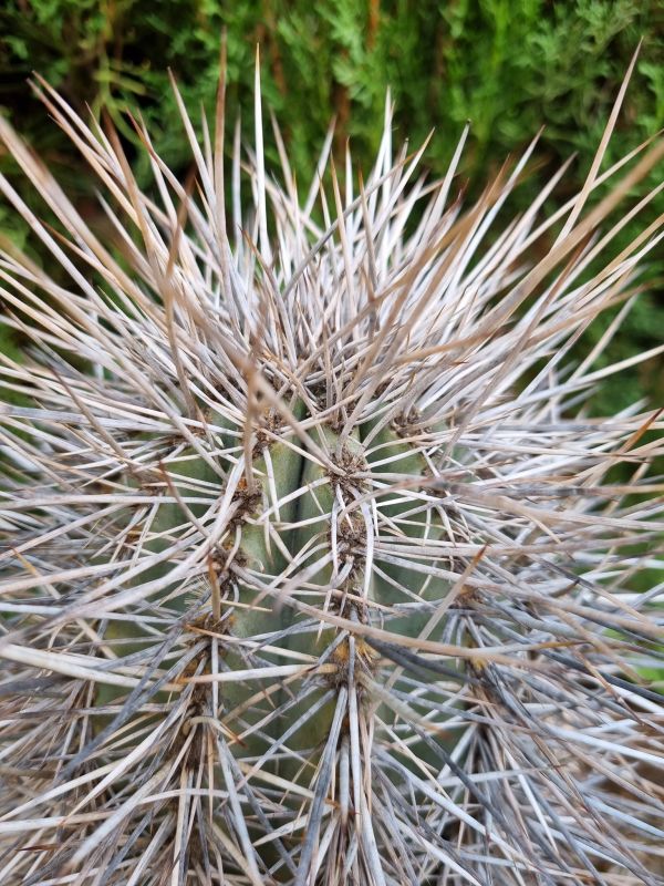 A photo of Carnegiea gigantea