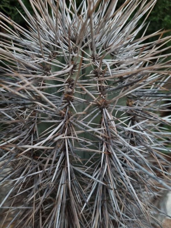 A photo of Carnegiea gigantea