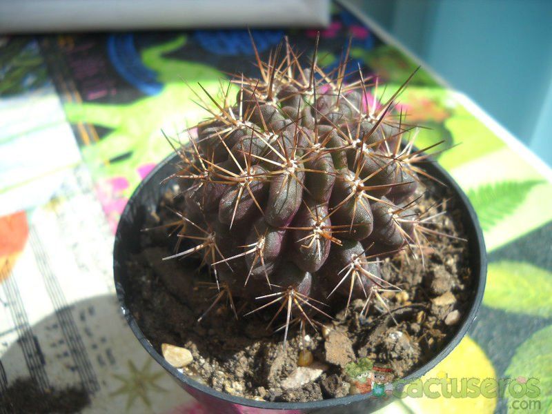 A photo of Eriosyce subgibbosa