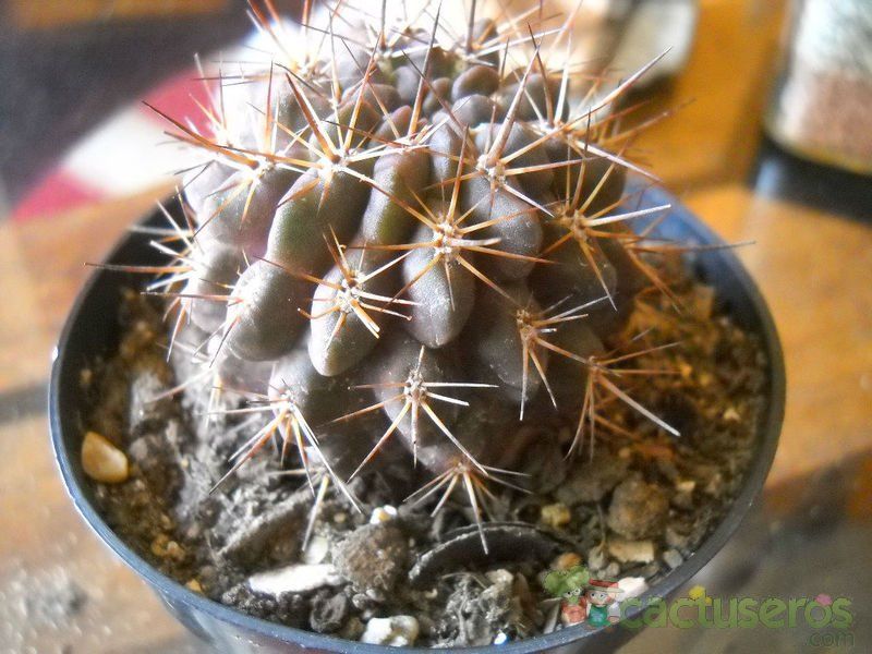 A photo of Eriosyce subgibbosa