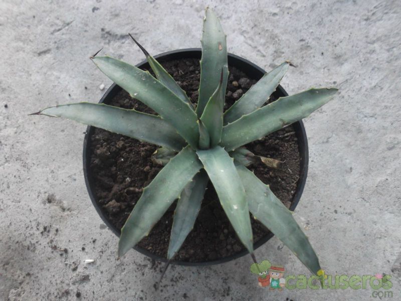 Una foto de Agave americana