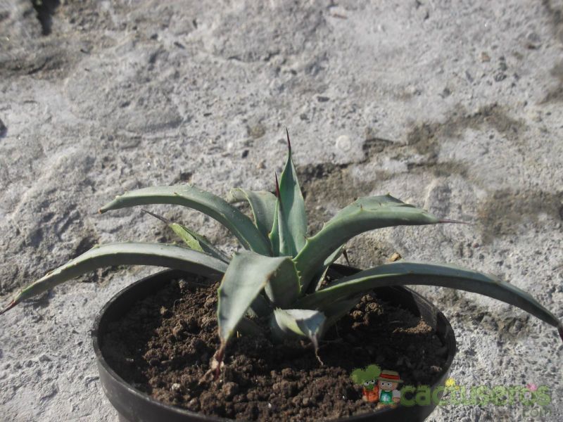 Una foto de Agave americana