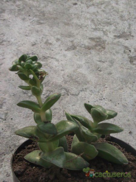 Una foto de Crassula cv. Brides Bouquet