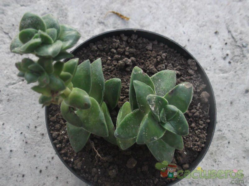 Una foto de Crassula cv. Brides Bouquet