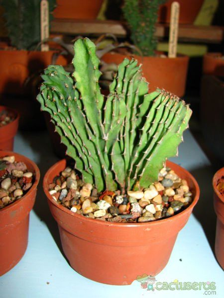 A photo of Euphorbia abyssinica fma. crestada