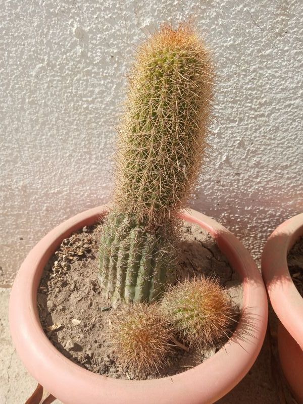 Photo of a cactus currently being identified