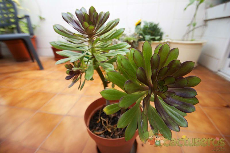 A photo of Aeonium arboreum cv. artropurpureum