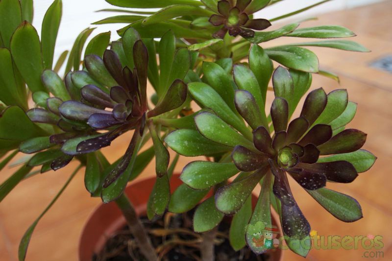 A photo of Aeonium arboreum cv. artropurpureum