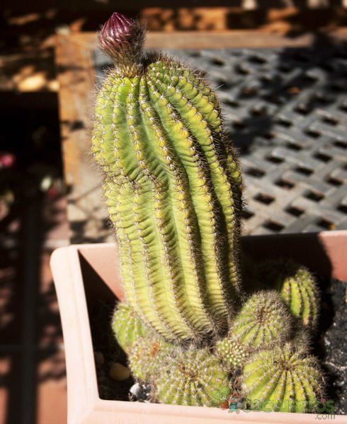 A photo of Echinopsis mamillosa subsp. silvatica