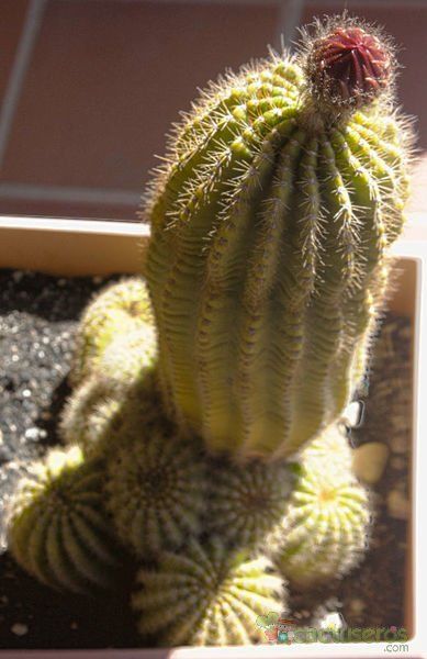 A photo of Echinopsis mamillosa subsp. silvatica