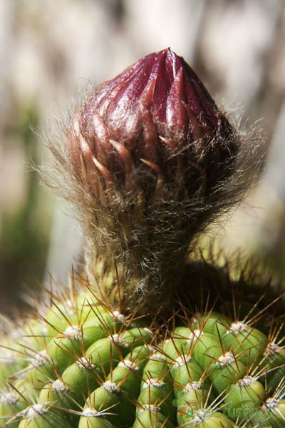 A photo of Echinopsis mamillosa subsp. silvatica