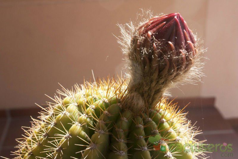A photo of Echinopsis mamillosa subsp. silvatica