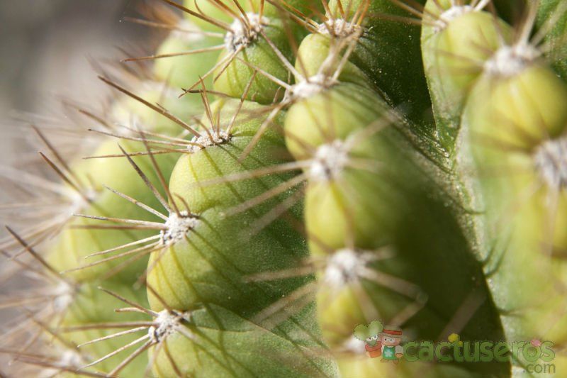 A photo of Echinopsis mamillosa subsp. silvatica