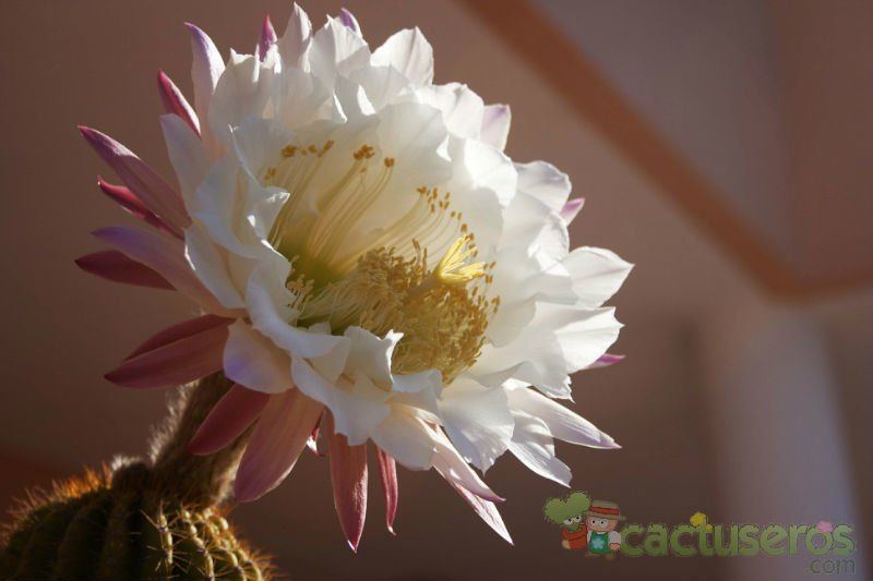 A photo of Echinopsis mamillosa subsp. silvatica