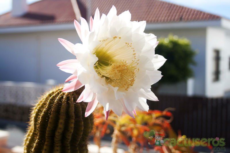 A photo of Echinopsis mamillosa subsp. silvatica