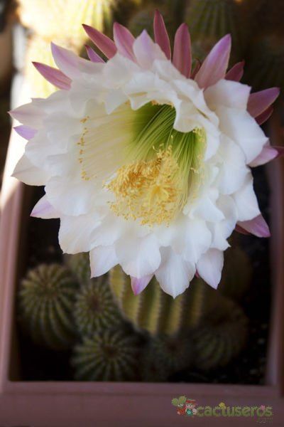 A photo of Echinopsis mamillosa subsp. silvatica